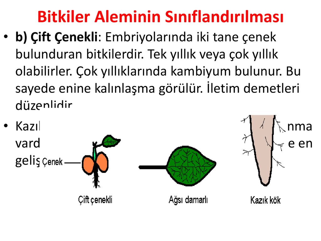 BOTANİK. - Ppt Indir