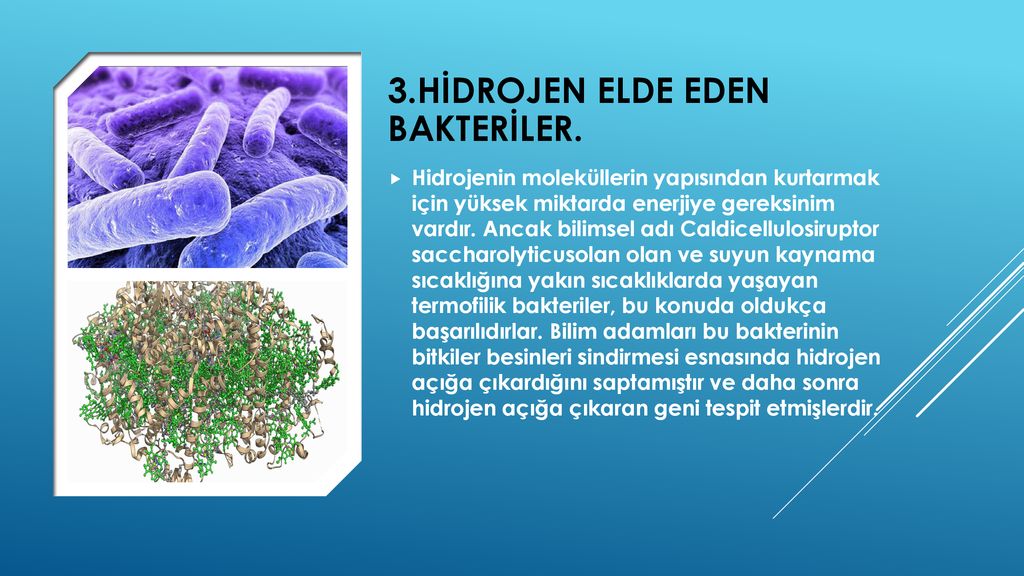 3.Hidrojen elde eden bakteriler.