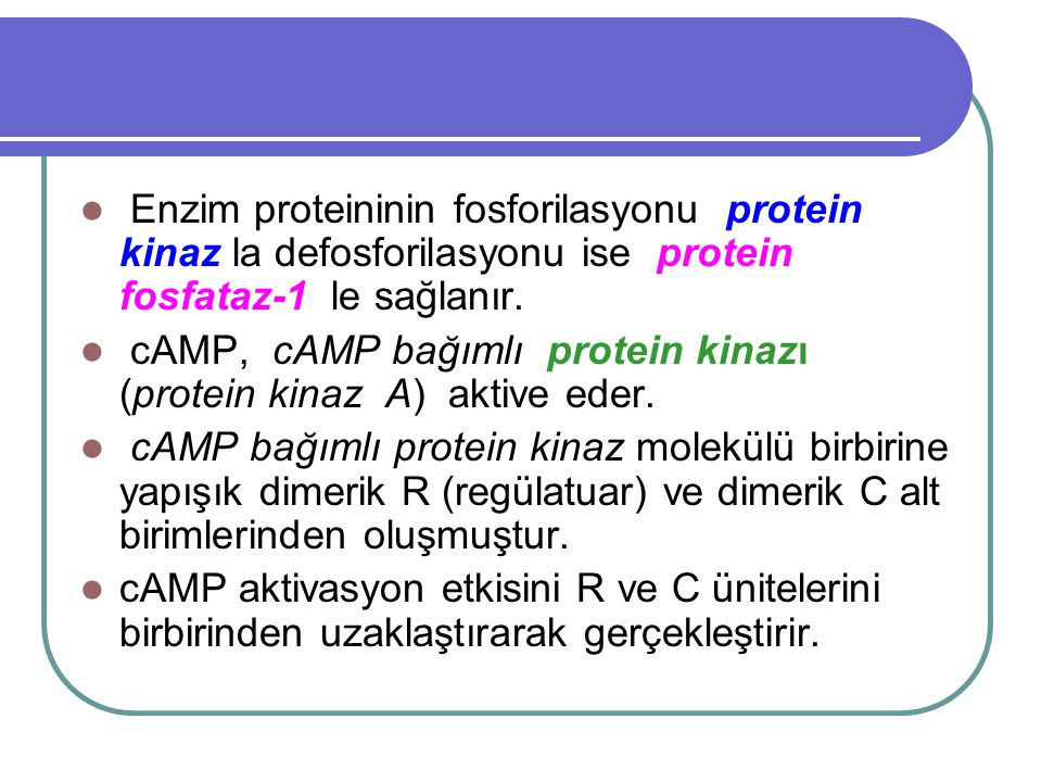 Enzim proteininin fosforilasyonu protein kinaz la defosforilasyonu ise protein fosfataz-1 le sağlanır.