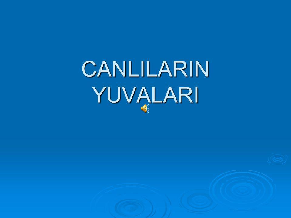 CANLILARIN YUVALARI