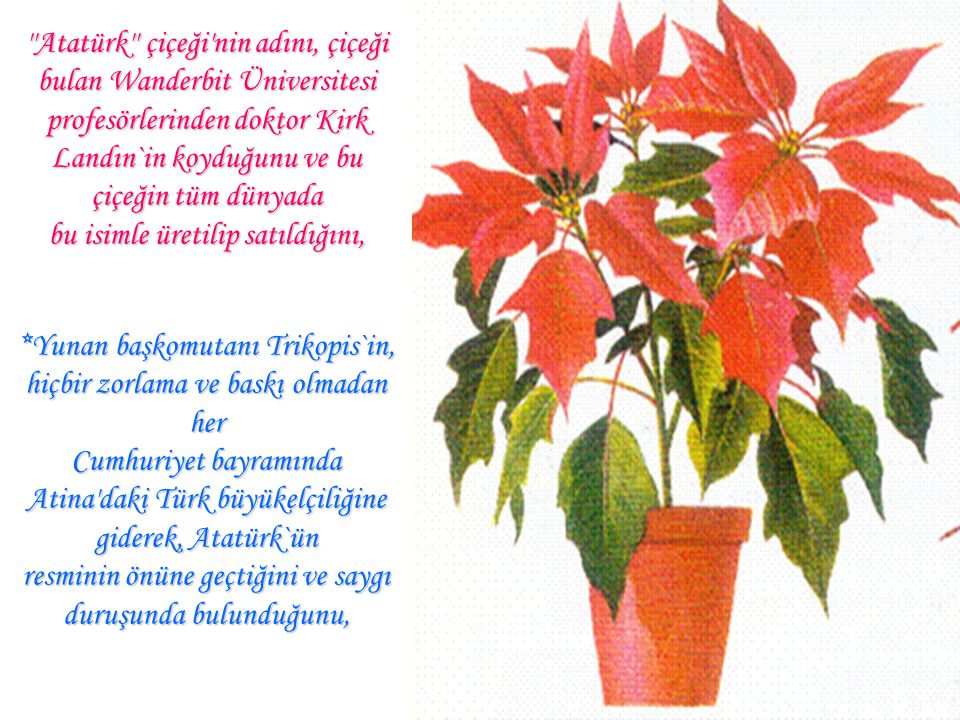 Atatürk çiçeği nin adını, çiçeği bulan Wanderbit Üniversitesi