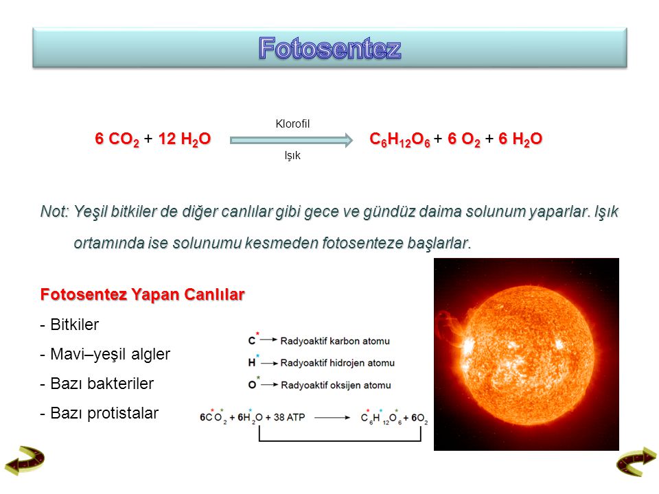 Fotosentez Klorofil 6 CO H2O C6H12O6 + 6 O2 + 6 H2O Işık