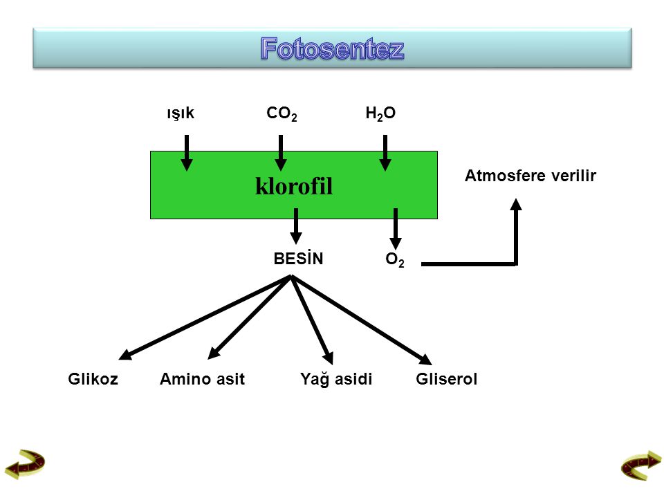 Fotosentez klorofil ışık CO2 H2O Atmosfere verilir BESİN O2 Glikoz