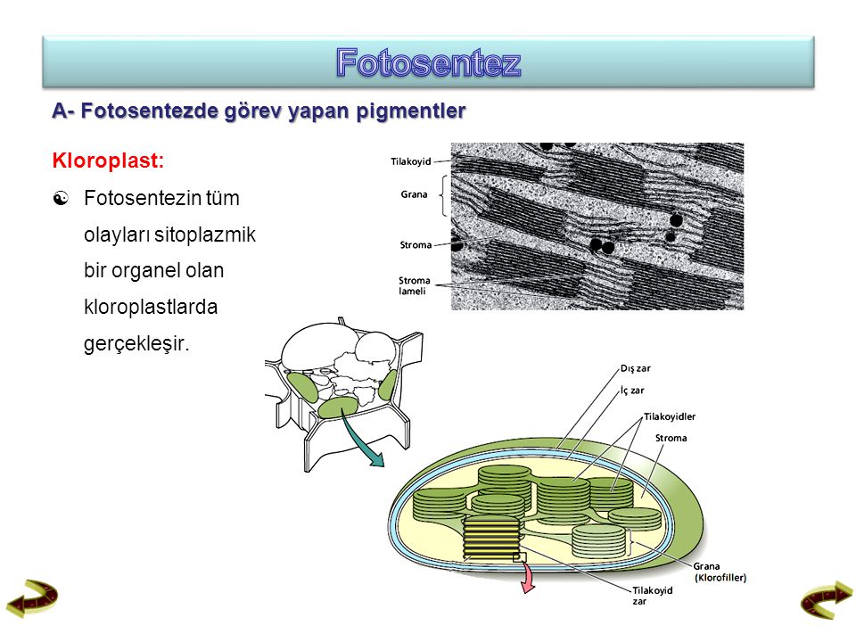 Fotosentez A- Fotosentezde görev yapan pigmentler Kloroplast: