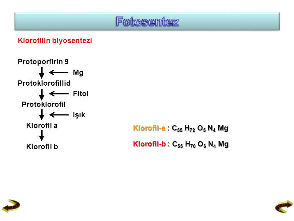 Fotosentez Klorofilin biyosentezi Protoporfirin 9 Mg Protoklorofillid