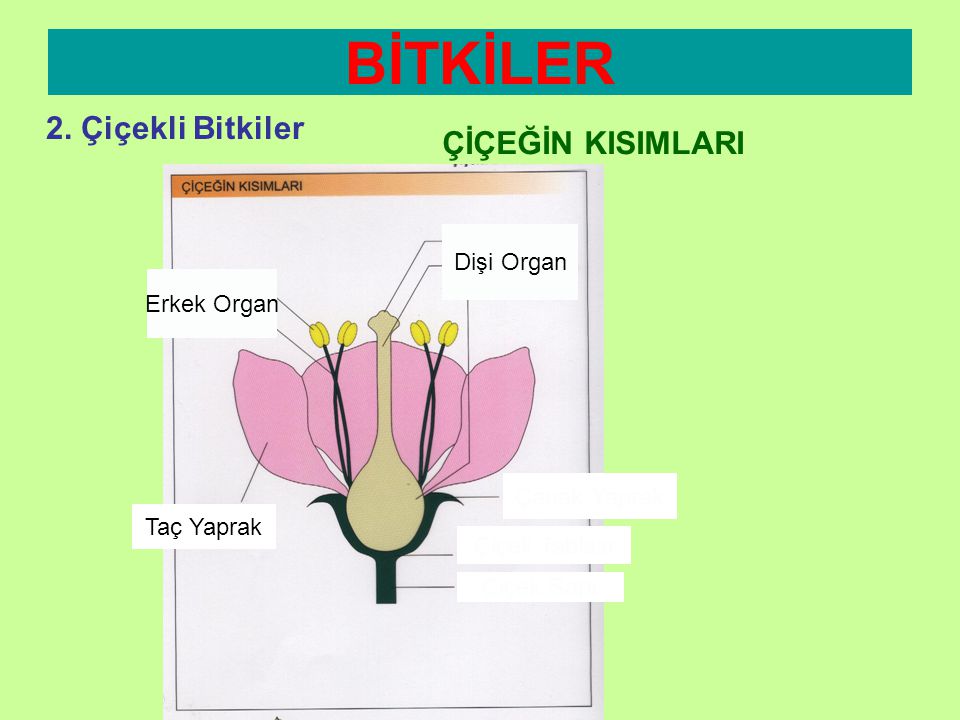 BİTKİLER 2. Çiçekli Bitkiler ÇİÇEĞİN KISIMLARI Dişi Organ Erkek Organ