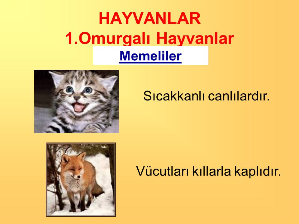 HAYVANLAR 1.Omurgalı Hayvanlar