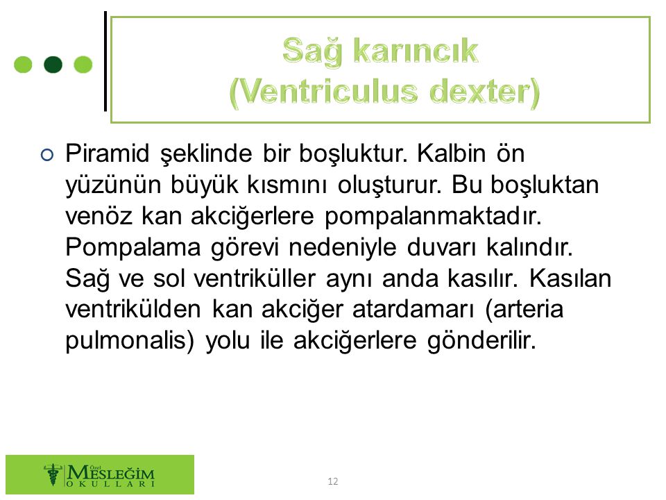 Sağ karıncık (Ventriculus dexter)