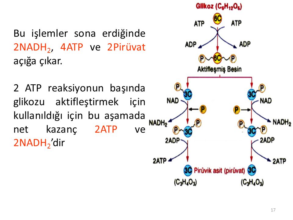 Bu işlemler sona erdiğinde 2NADH2, 4ATP ve 2Pirüvat açığa çıkar.