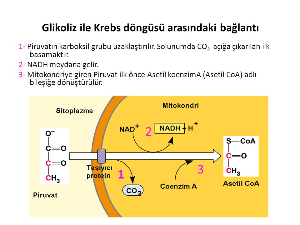 Glikoliz ile Krebs döngüsü arasındaki bağlantı