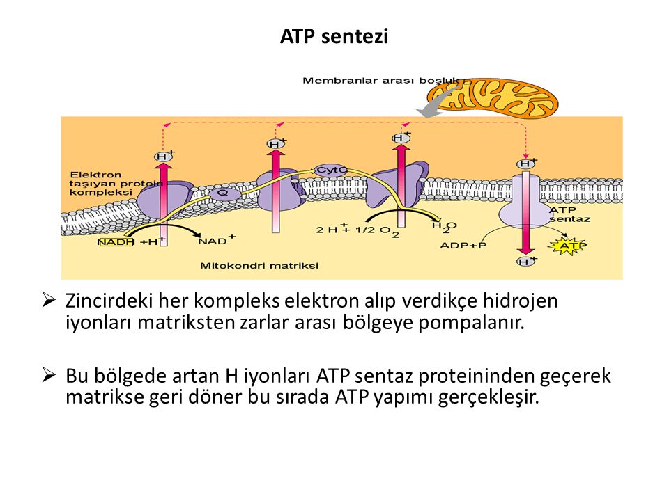 ATP sentezi Zincirdeki her kompleks elektron alıp verdikçe hidrojen iyonları matriksten zarlar arası bölgeye pompalanır.