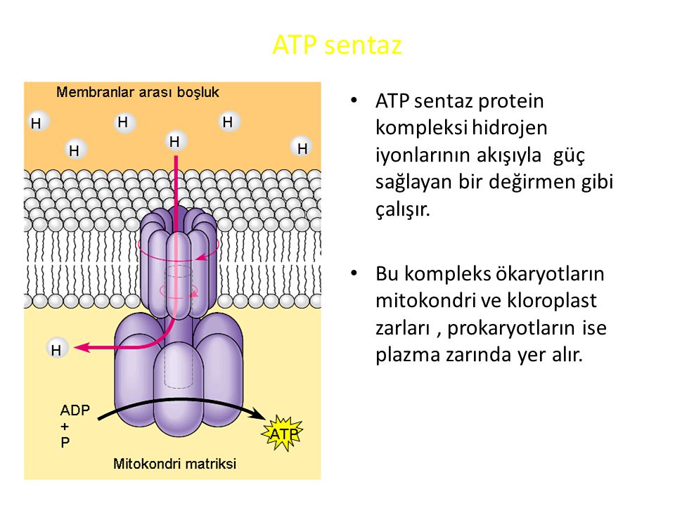 ATP sentaz ATP sentaz protein kompleksi hidrojen iyonlarının akışıyla güç sağlayan bir değirmen gibi çalışır.