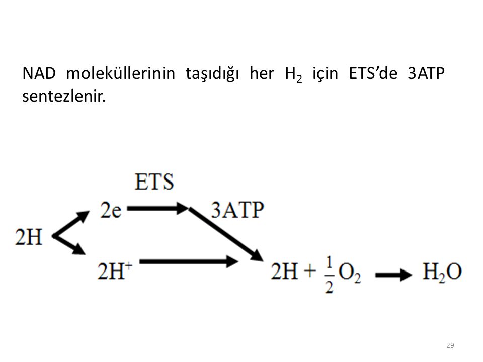 NAD moleküllerinin taşıdığı her H2 için ETS’de 3ATP sentezlenir.