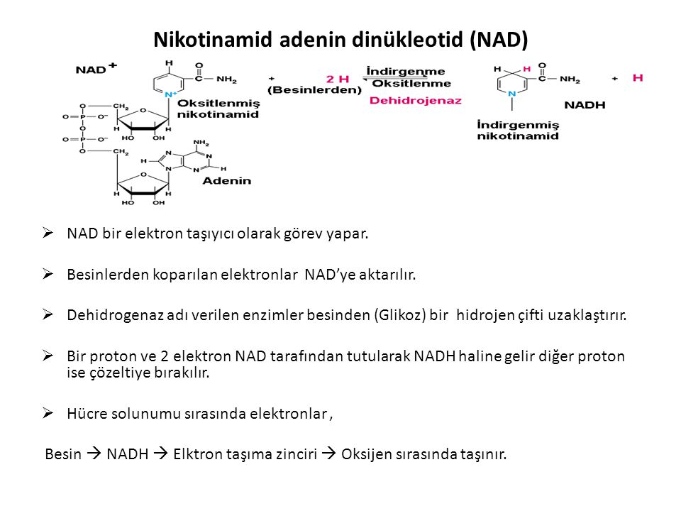 Nikotinamid adenin dinükleotid (NAD)