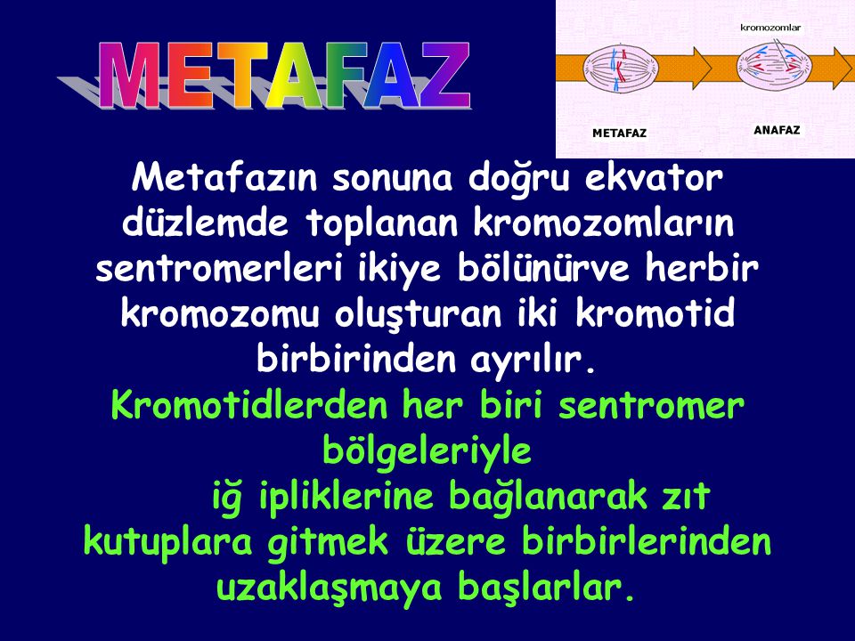 METAFAZ