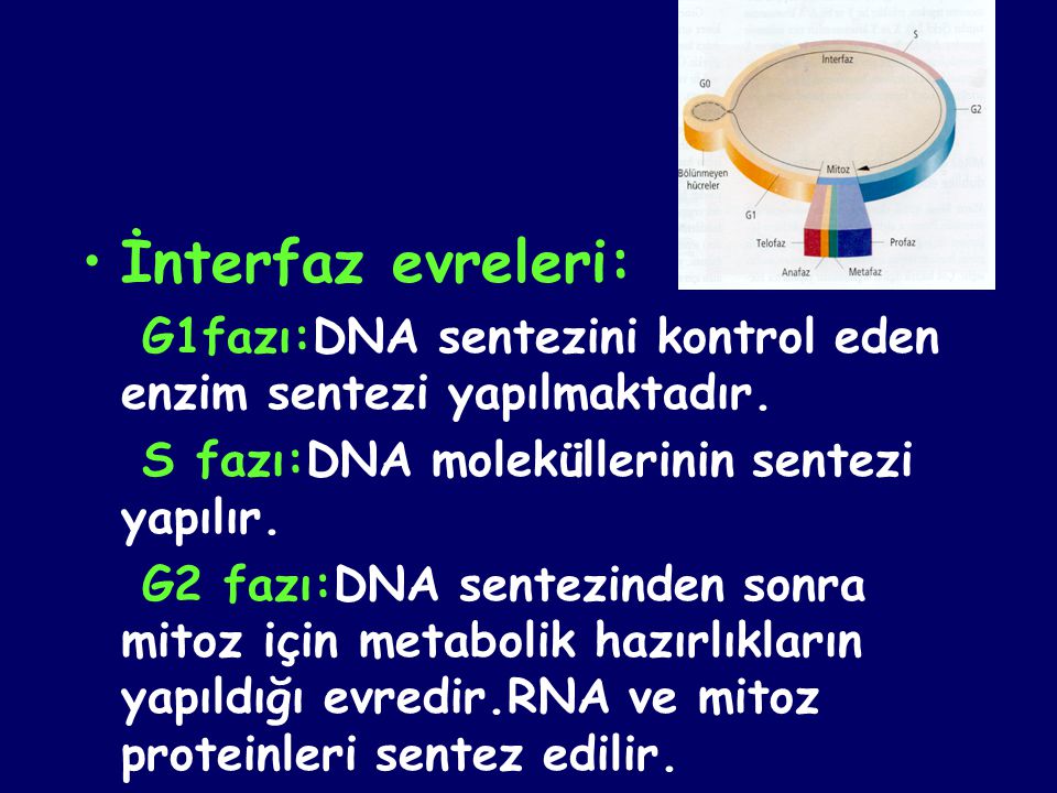 İnterfaz evreleri: G1fazı:DNA sentezini kontrol eden enzim sentezi yapılmaktadır. S fazı:DNA moleküllerinin sentezi yapılır.