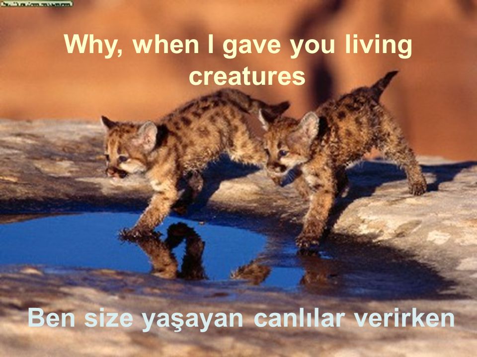 Why, when I gave you living creatures