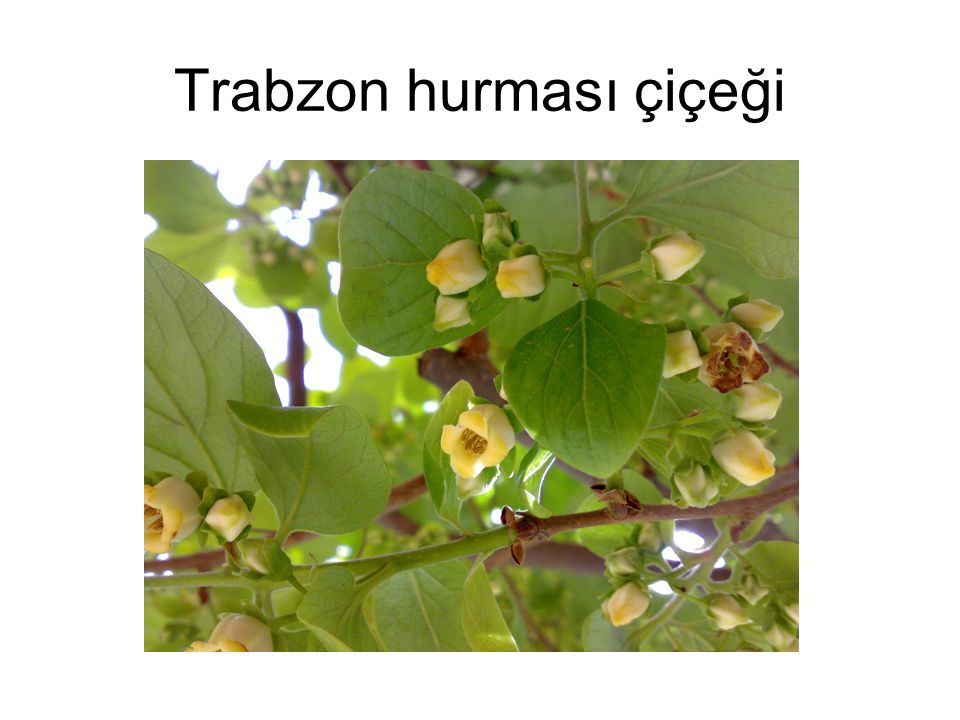 Trabzon hurması çiçeği