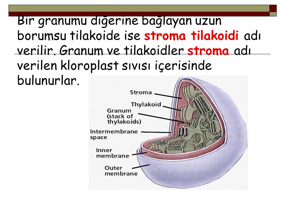 Bir granumu diğerine bağlayan uzun borumsu tilakoide ise stroma tilakoidi adı verilir.