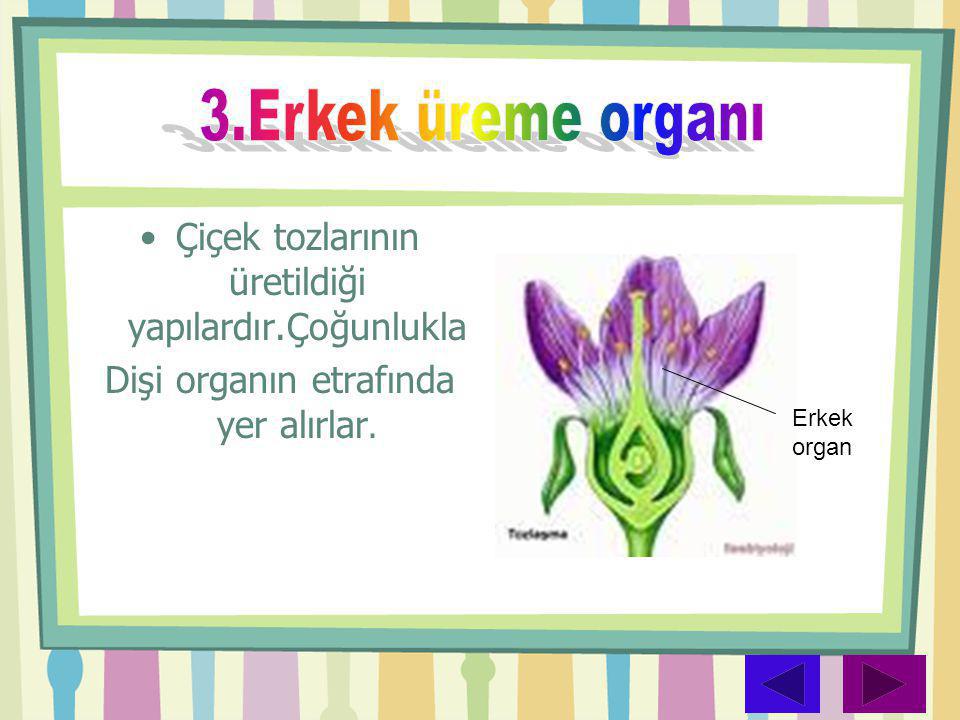 3.Erkek üreme organı Çiçek tozlarının üretildiği yapılardır.Çoğunlukla
