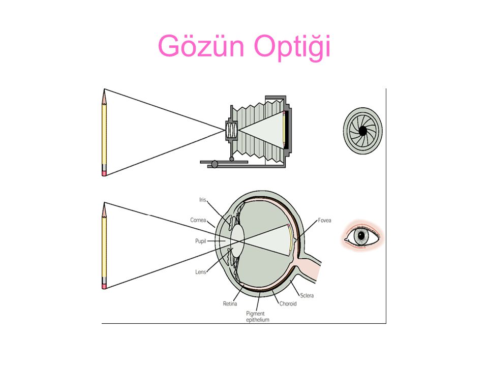 Gözün Optiği