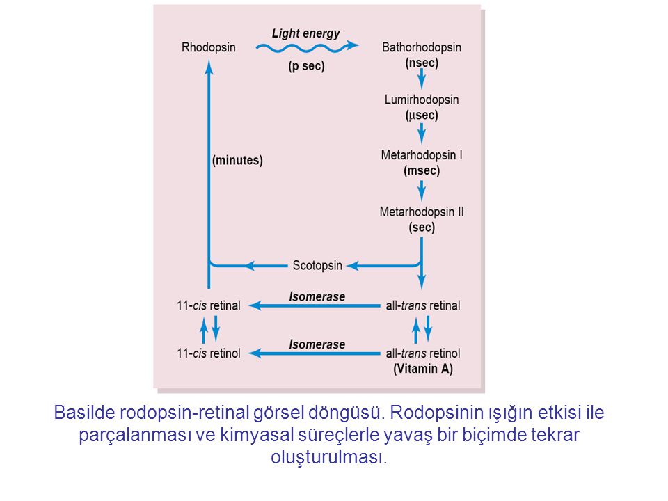 Basilde rodopsin-retinal görsel döngüsü