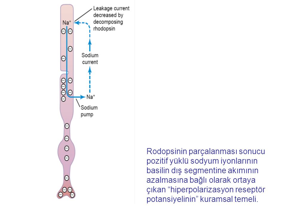 Rodopsinin parçalanması sonucu pozitif yüklü sodyum iyonlarının basilin dış segmentine akımının azalmasına bağlı olarak ortaya çıkan hiperpolarizasyon reseptör potansiyelinin kuramsal temeli.