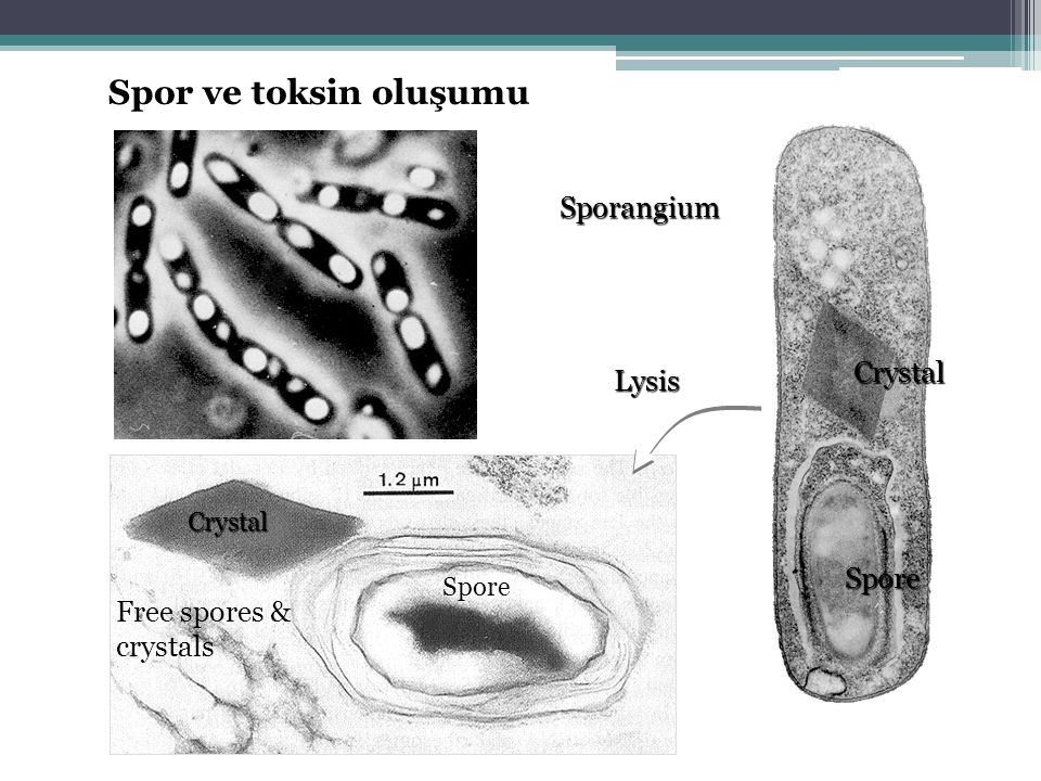 Spor ve toksin oluşumu Sporangium Crystal Lysis Spore
