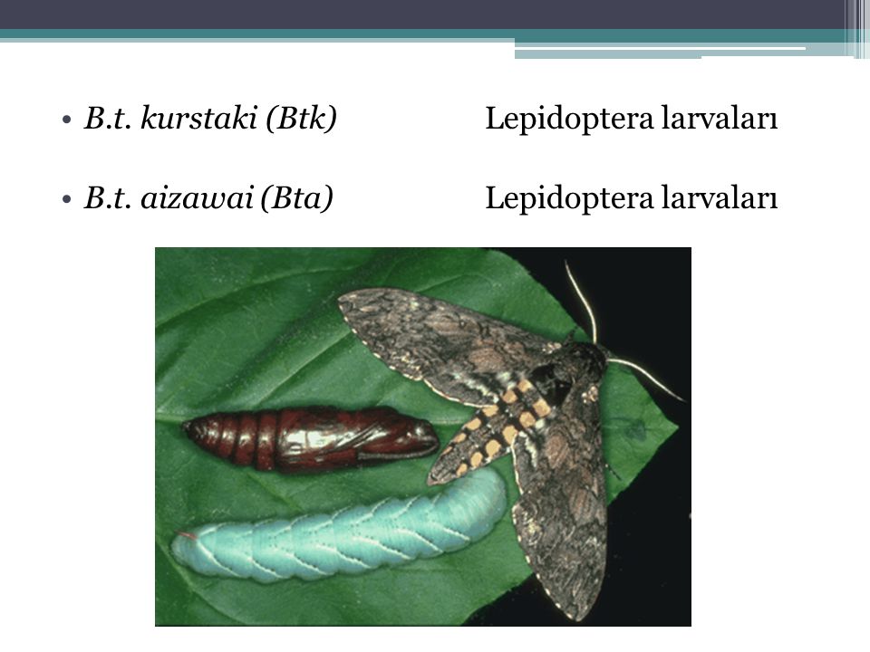 B.t. kurstaki (Btk) Lepidoptera larvaları