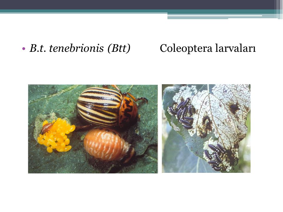 B.t. tenebrionis (Btt) Coleoptera larvaları
