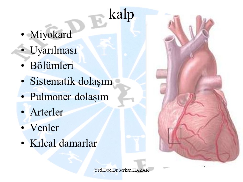 kalp Miyokard Uyarılması Bölümleri Sistematik dolaşım Pulmoner dolaşım