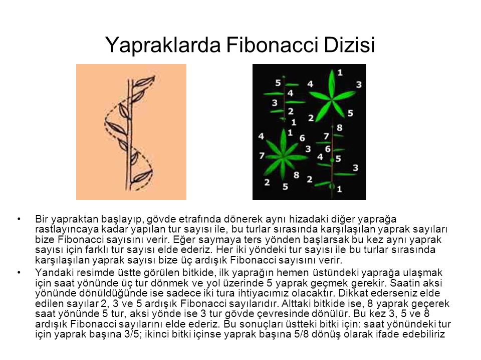 Yapraklarda Fibonacci Dizisi