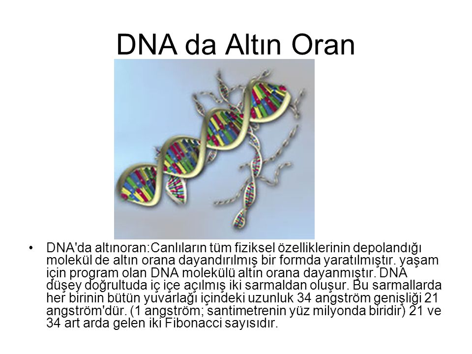 DNA da Altın Oran