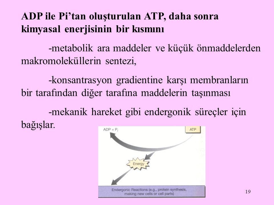 ADP ile Pi’tan oluşturulan ATP, daha sonra kimyasal enerjisinin bir kısmını
