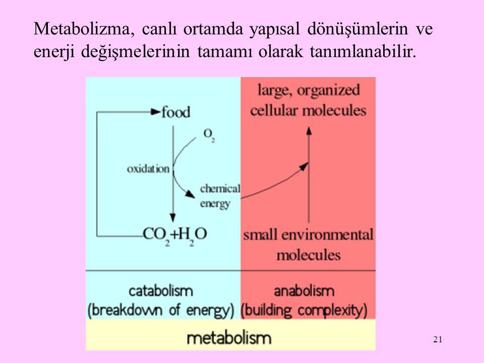 Metabolizma, canlı ortamda yapısal dönüşümlerin ve enerji değişmelerinin tamamı olarak tanımlanabilir.