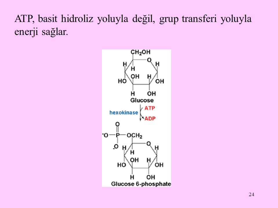 ATP, basit hidroliz yoluyla değil, grup transferi yoluyla enerji sağlar.