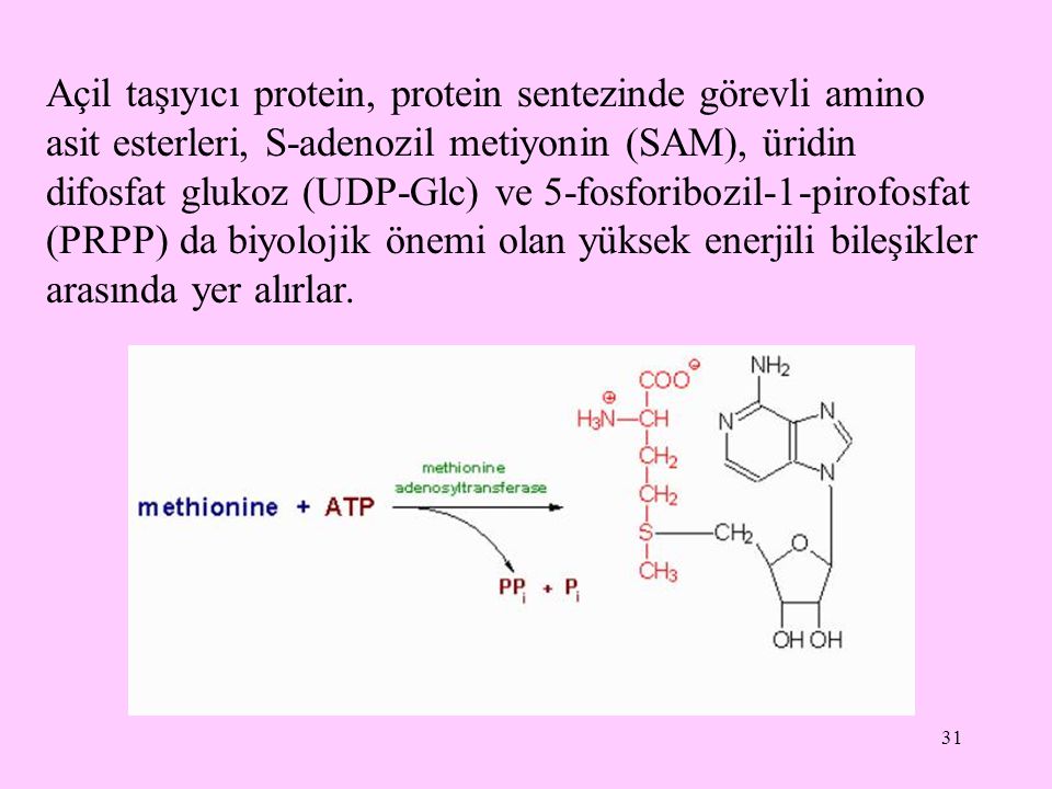 Açil taşıyıcı protein, protein sentezinde görevli amino asit esterleri, S-adenozil metiyonin (SAM), üridin difosfat glukoz (UDP-Glc) ve 5-fosforibozil-1-pirofosfat (PRPP) da biyolojik önemi olan yüksek enerjili bileşikler arasında yer alırlar.