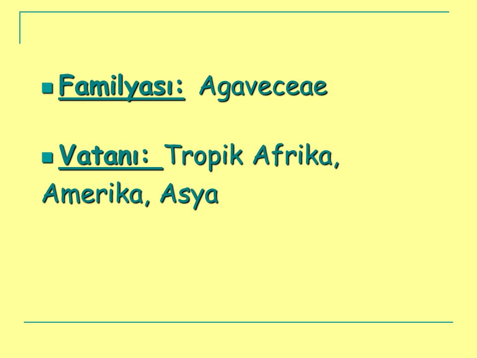 Familyası: Agaveceae Vatanı: Tropik Afrika, Amerika, Asya