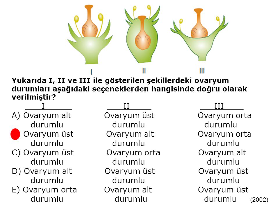 A) Ovaryum alt Ovaryum üst Ovaryum orta durumlu durumlu durumlu
