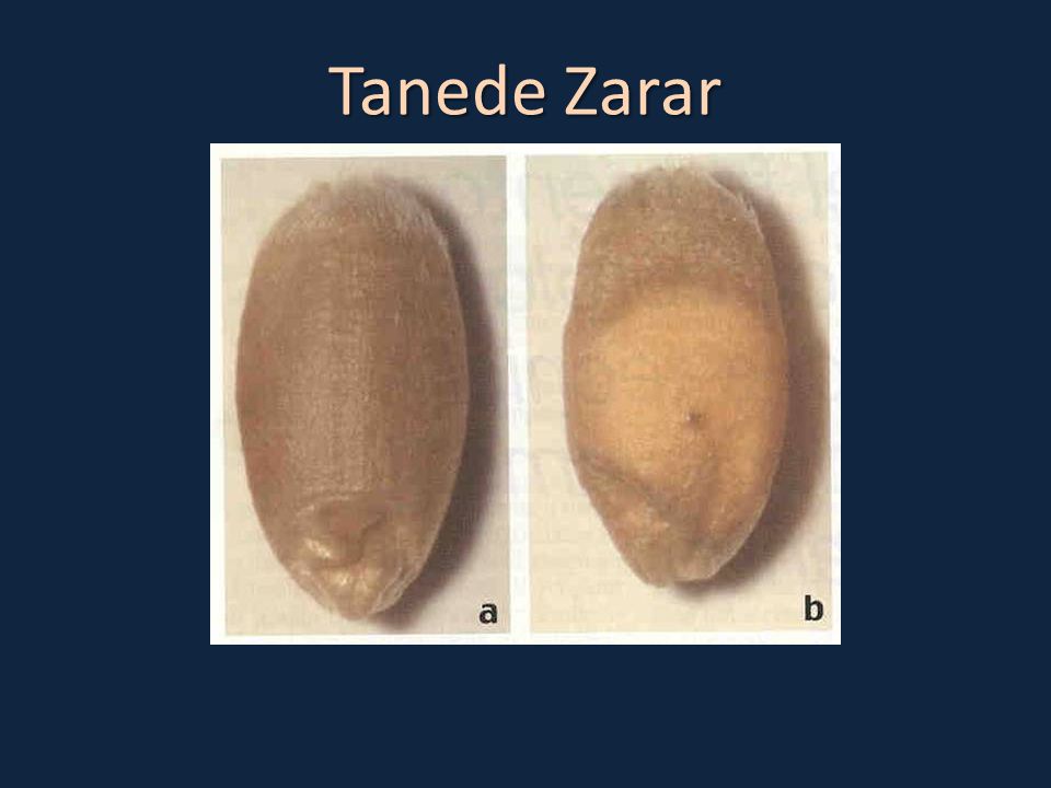 Tanede Zarar