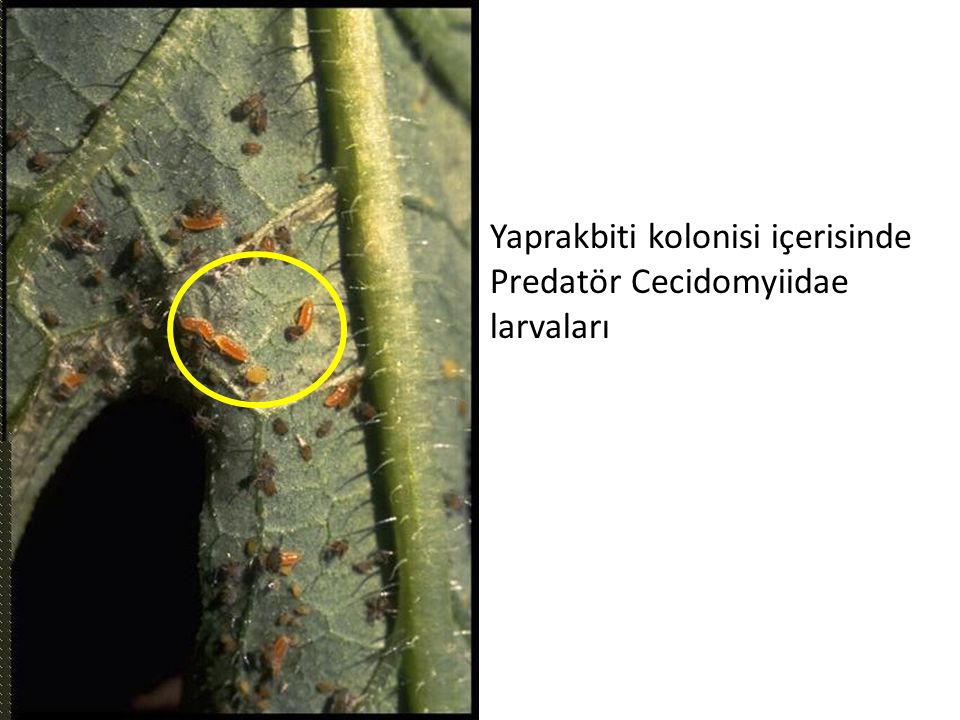 Yaprakbiti kolonisi içerisinde Predatör Cecidomyiidae larvaları