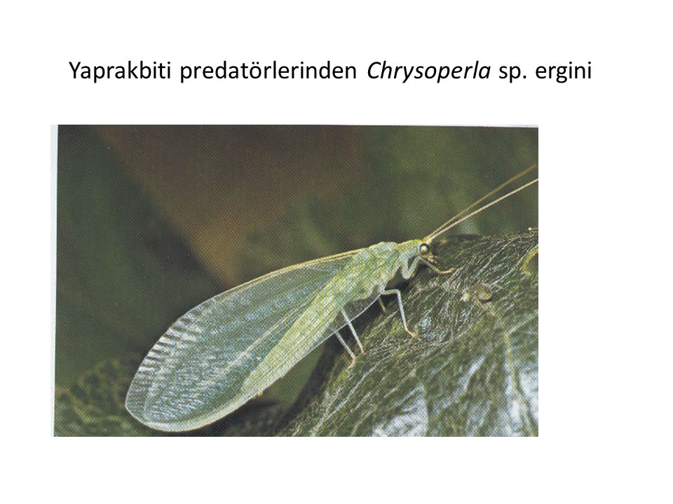 Yaprakbiti predatörlerinden Chrysoperla sp. ergini