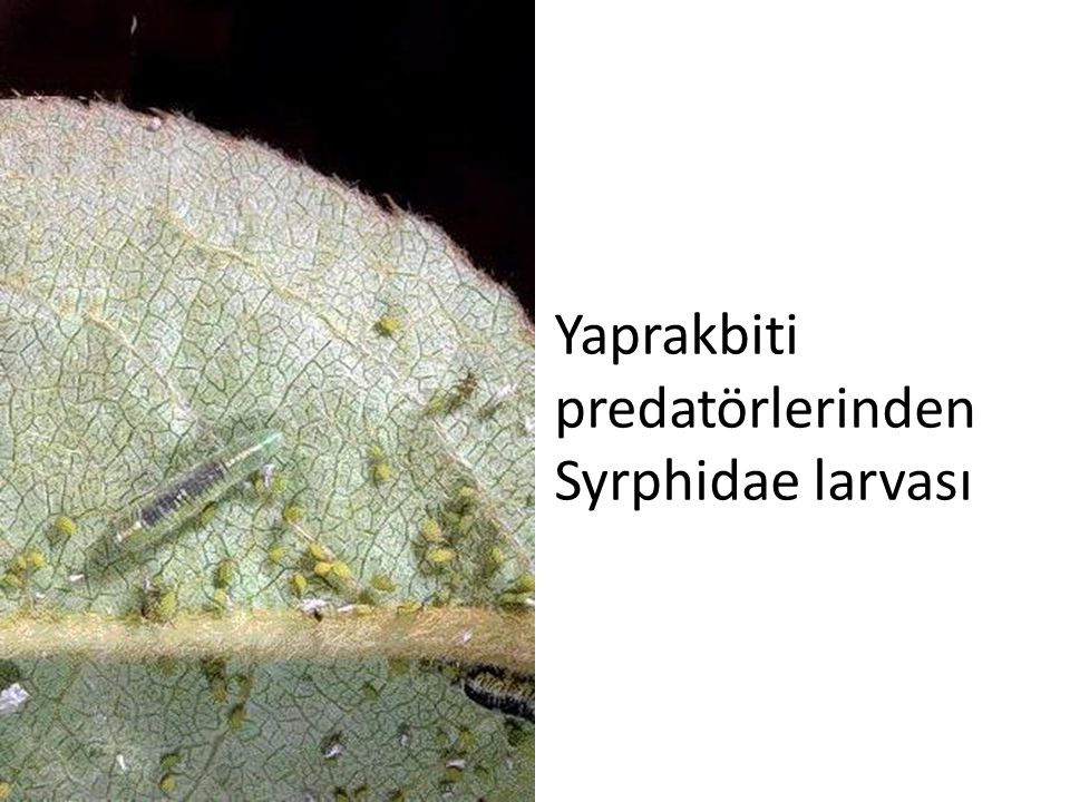 Yaprakbiti predatörlerinden Syrphidae larvası