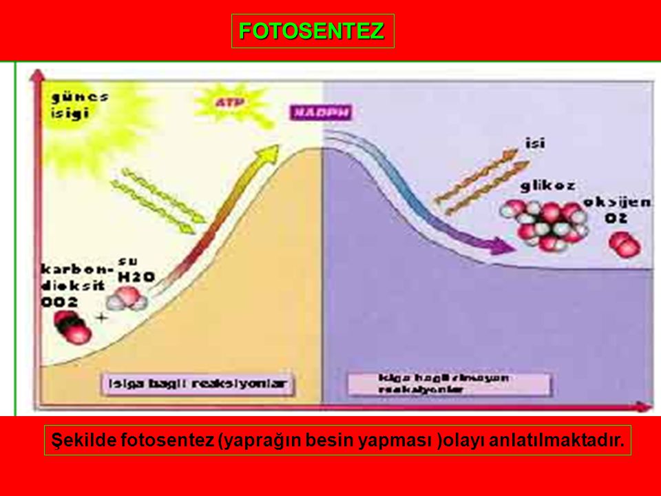 FOTOSENTEZ Şekilde fotosentez (yaprağın besin yapması )olayı anlatılmaktadır.