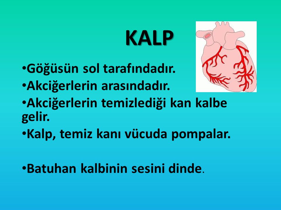 KALP Göğüsün sol tarafındadır. Akciğerlerin arasındadır.