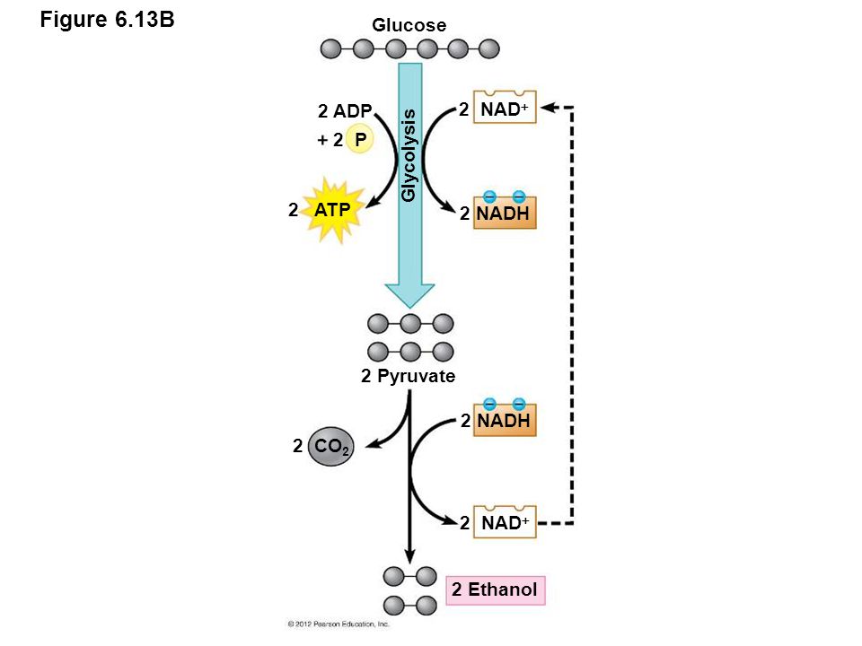 Figure 6.13B Glucose 2 ADP 2 NAD Glycolysis 2 P 2 ATP 2 NADH