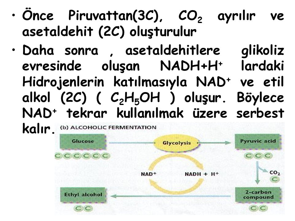 Önce Piruvattan(3C), CO2 ayrılır ve asetaldehit (2C) oluşturulur