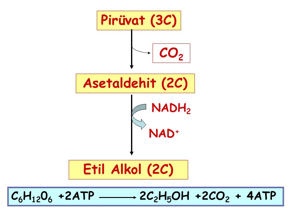 Pirüvat (3C) CO2 Asetaldehit (2C) Etil Alkol (2C)