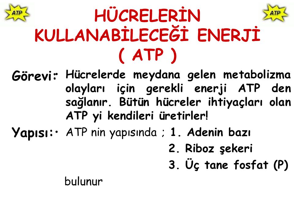 HÜCRELERİN KULLANABİLECEĞİ ENERJİ ( ATP )