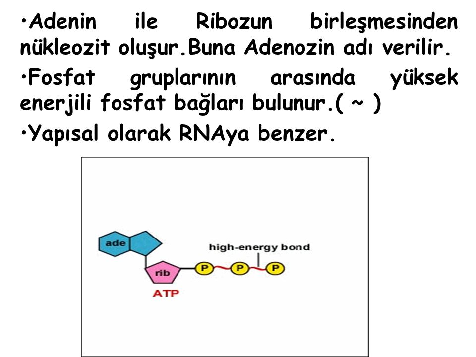 Adenin ile Ribozun birleşmesinden nükleozit oluşur